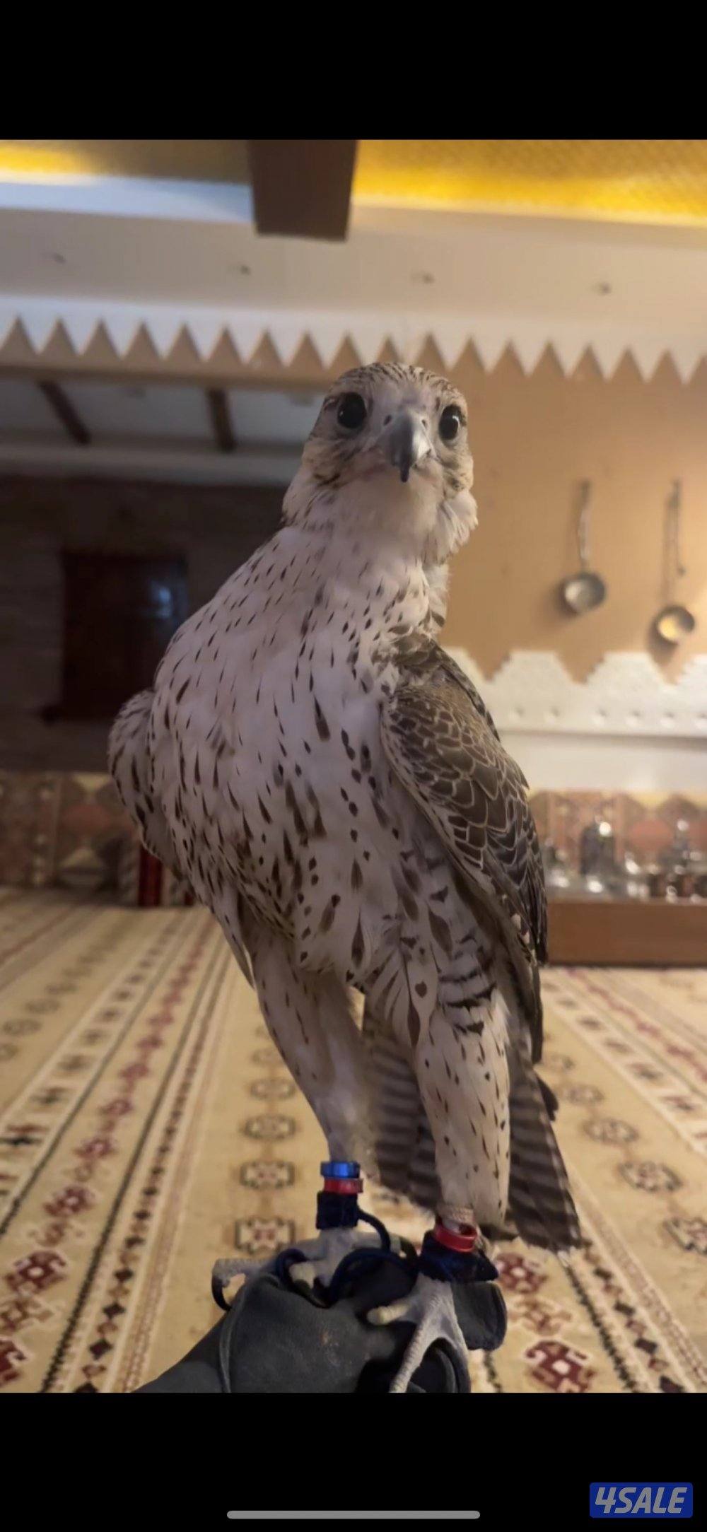 للبيع جير تبع فالكن ميوز بجر0