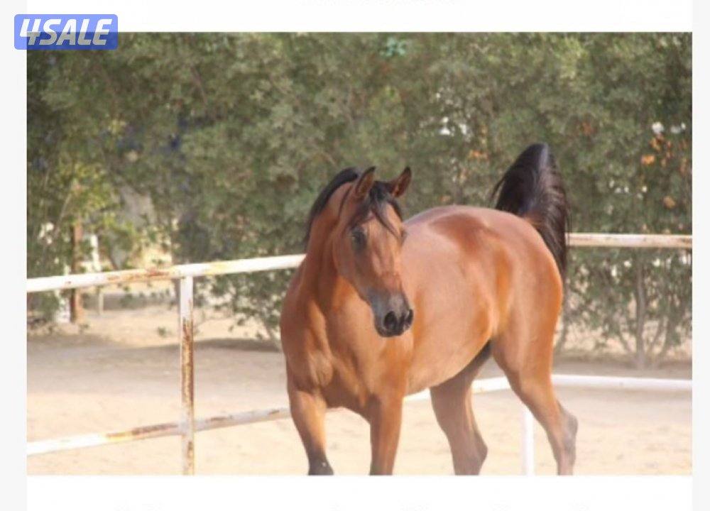 منيره البدوه فرس فاخره0