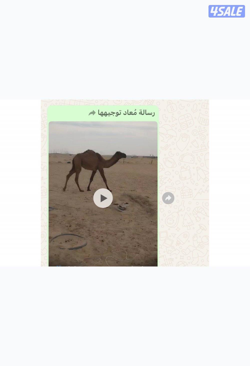 بكره مفرود0