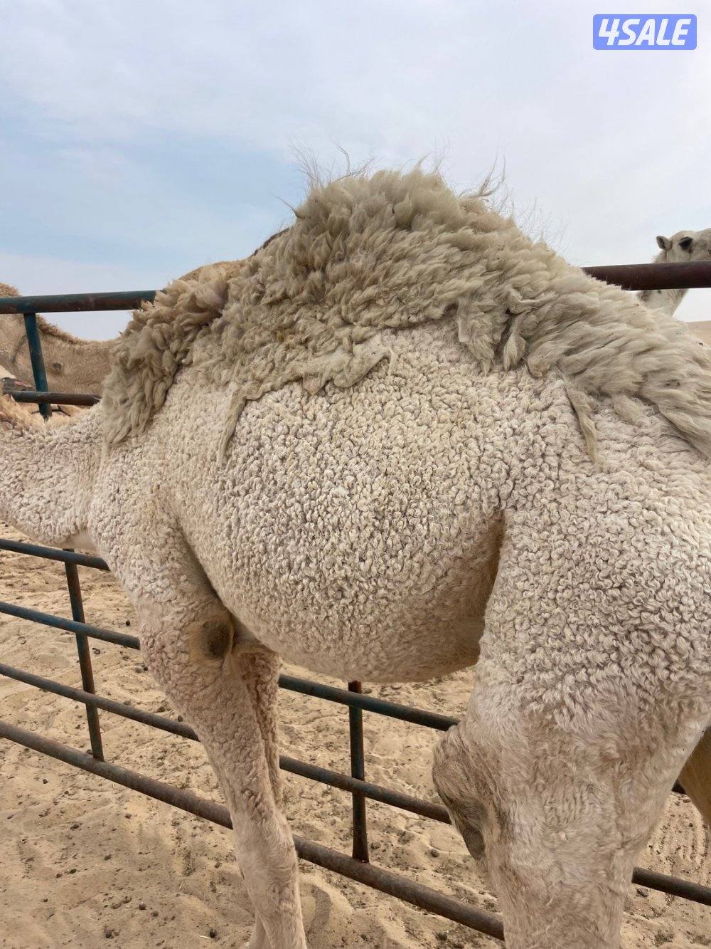 قعود مفرود0