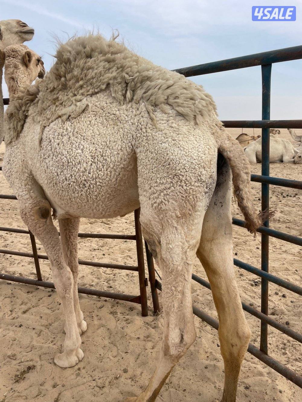 قعود مفرود1