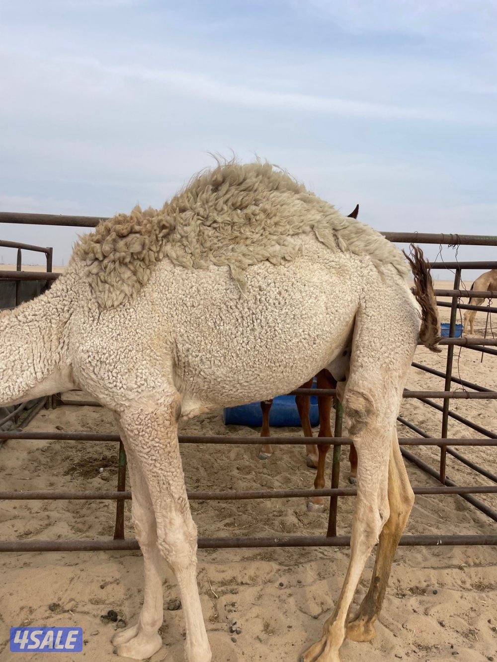 قعود مفرود2