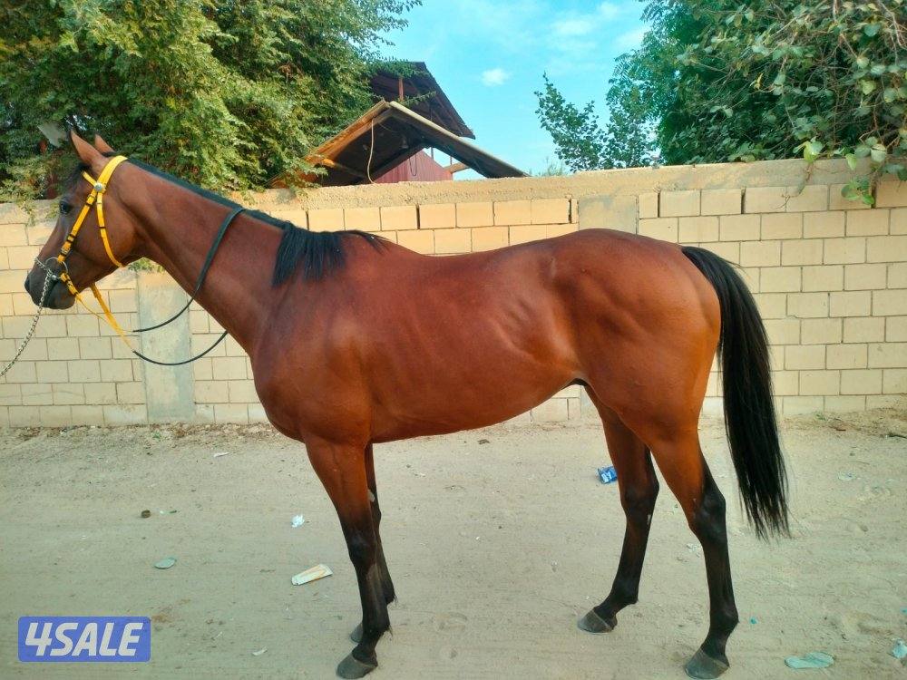 حصان انجليزي 2020 مع تحويل فروسية الاحمدي0