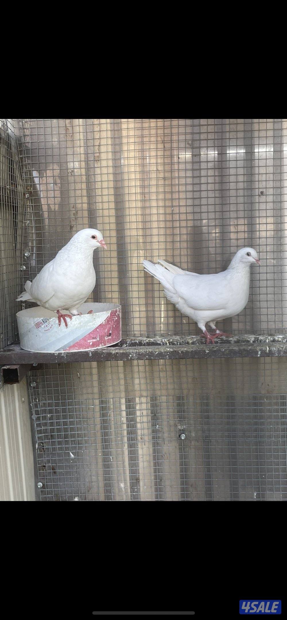 حمام لاحم وزان وفرنسي0