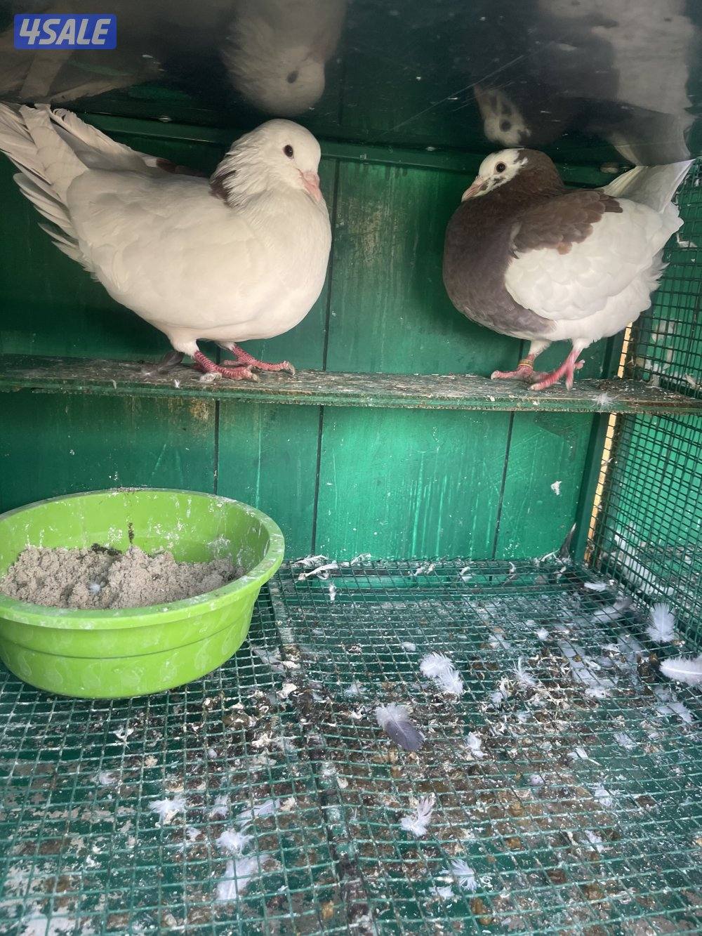 حمام لاحم وزان وفرنسي1