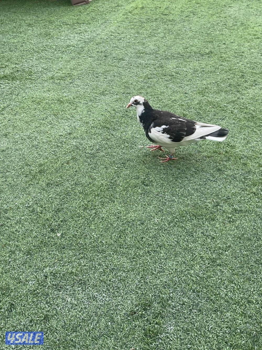 حمام لاحم وزان وفرنسي2