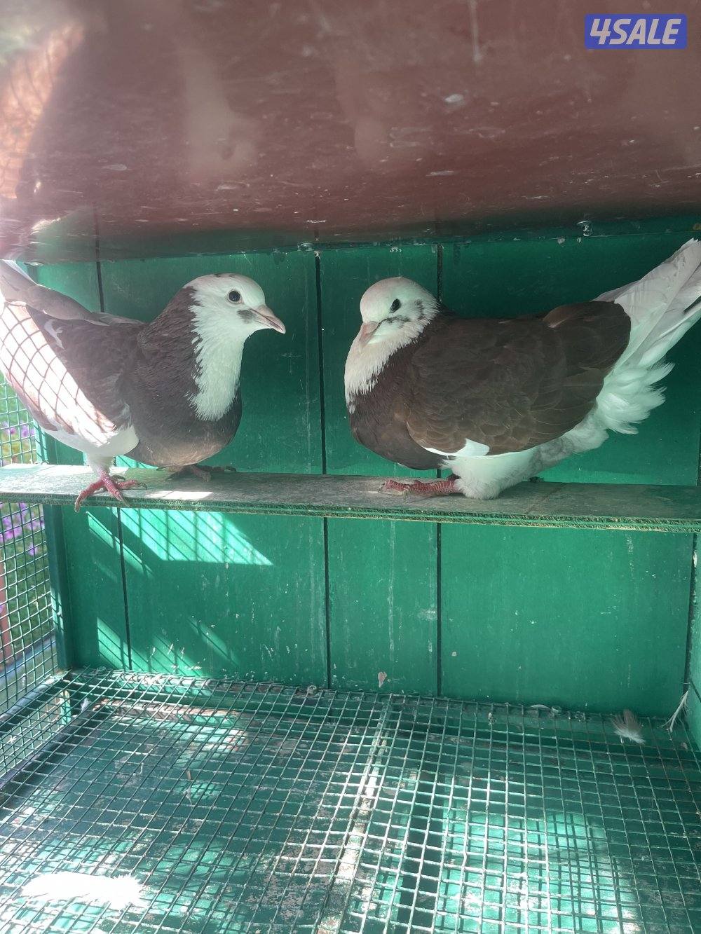 حمام لاحم وزان وفرنسي3