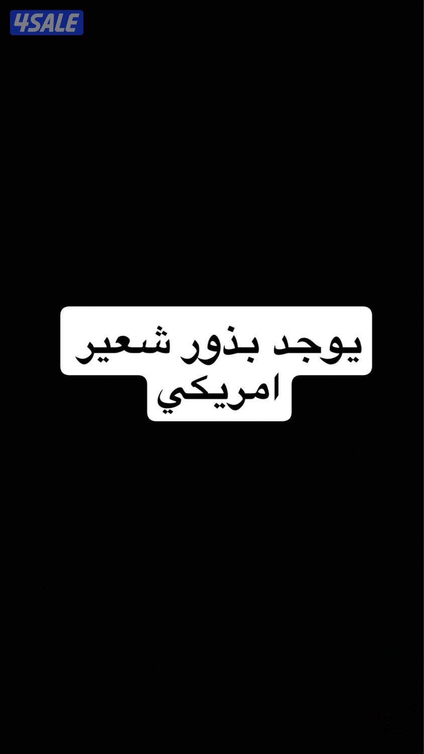 يوجد بذور شعيز امريكي الرقم0