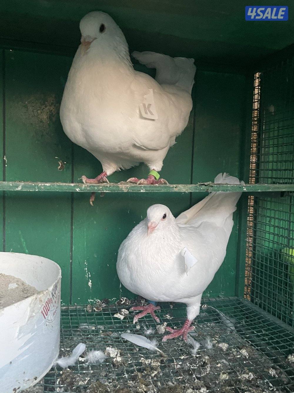 حمام لاحم وزان وفرنسي4