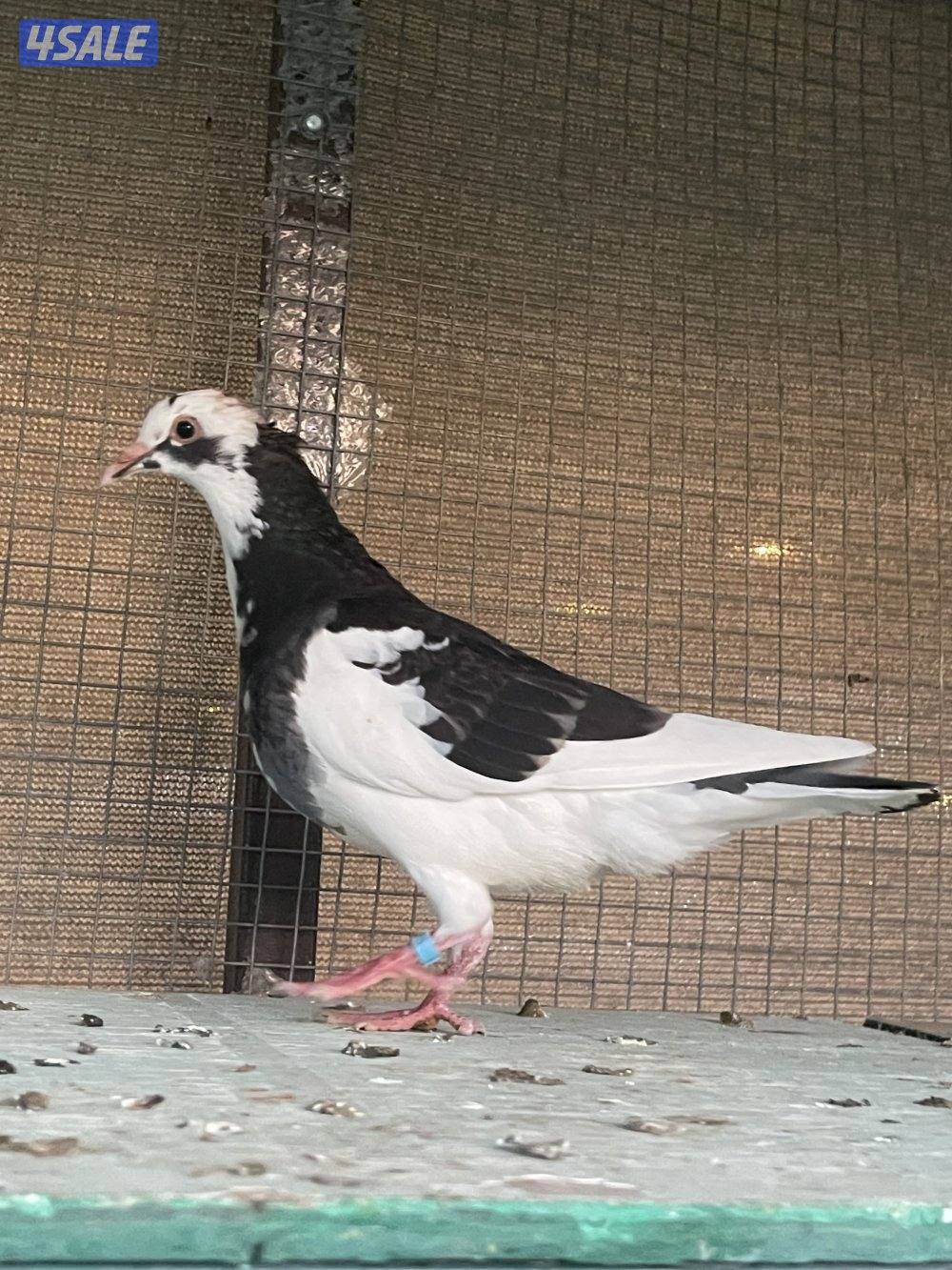 حمام لاحم وزان وفرنسي5