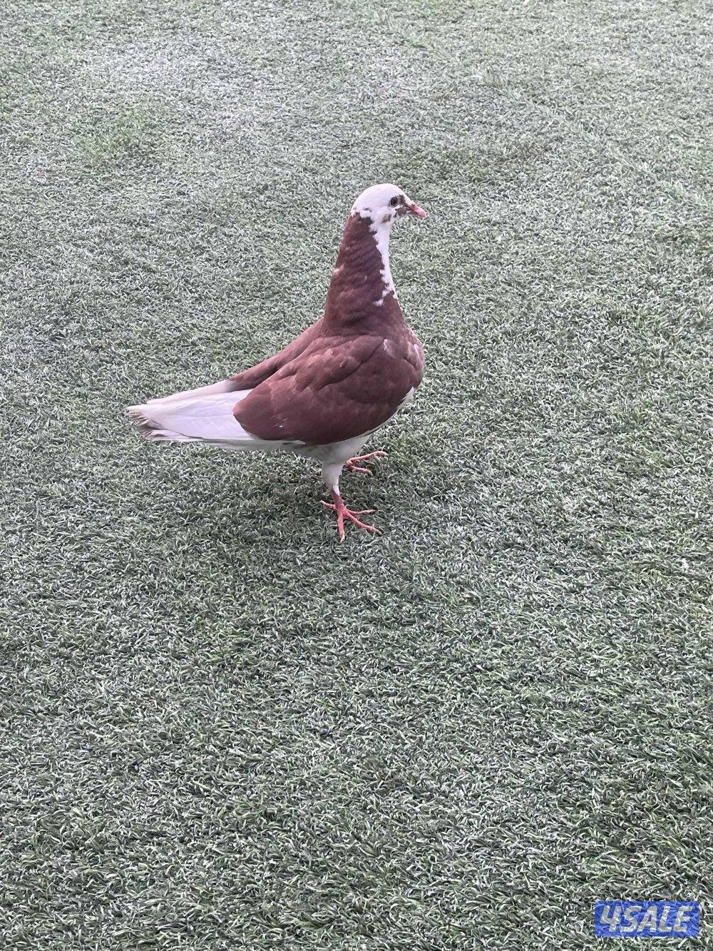 حمام لاحم وزان وفرنسي6