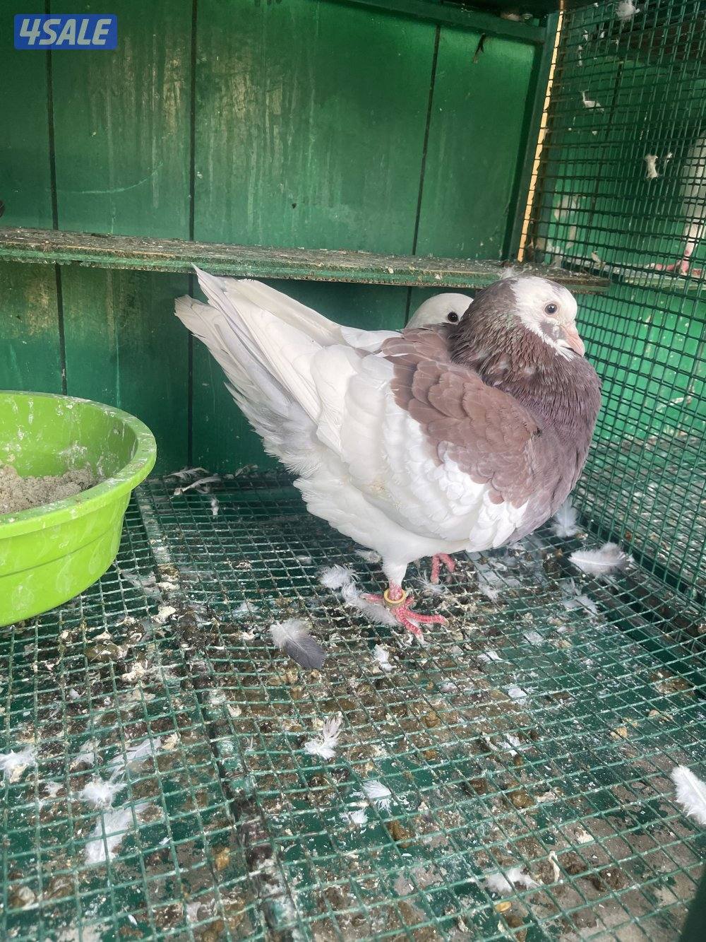 حمام لاحم وزان وفرنسي7