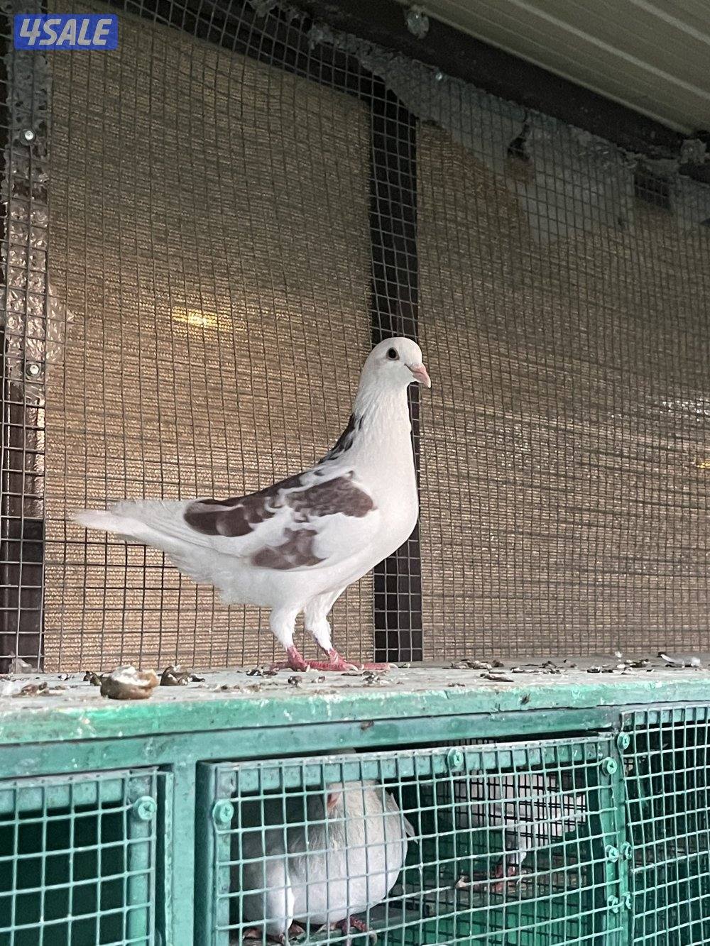 حمام لاحم وزان وفرنسي8