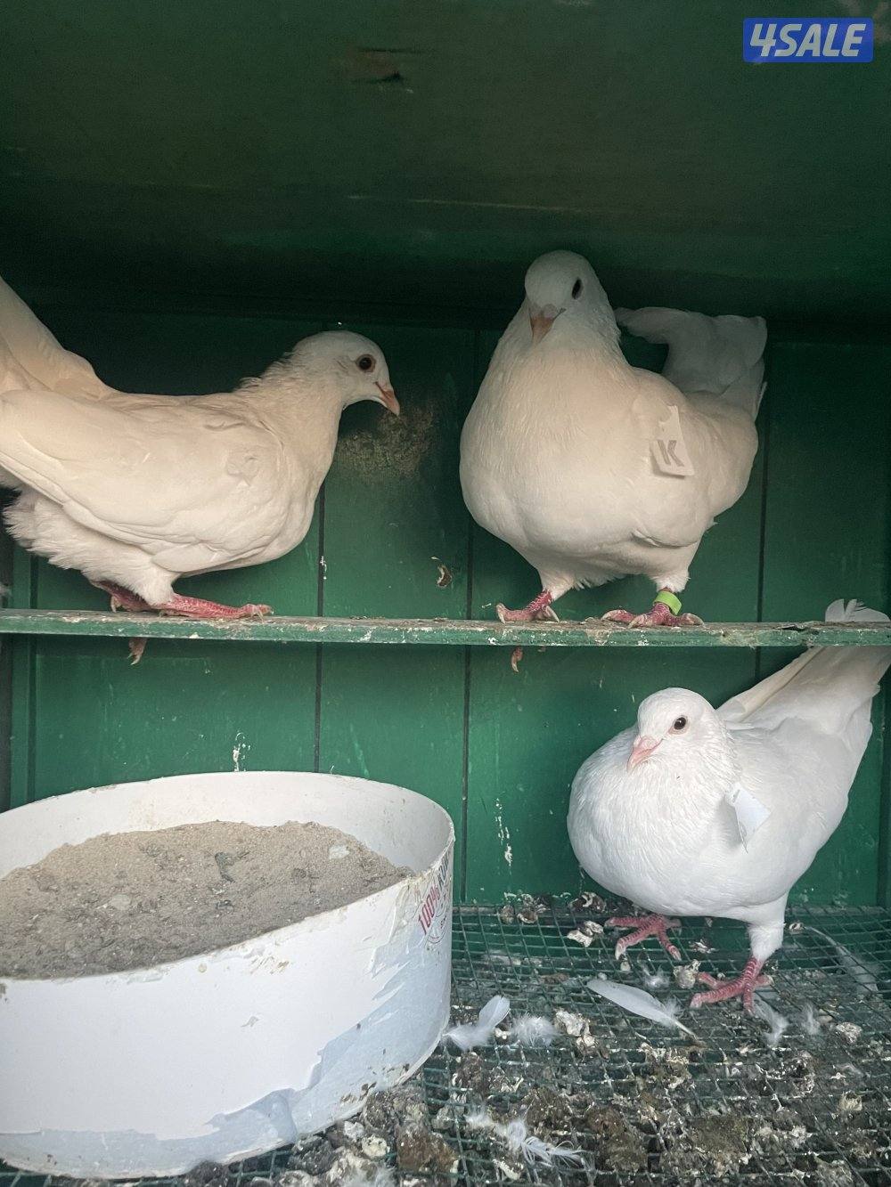 حمام لاحم وزان وفرنسي9