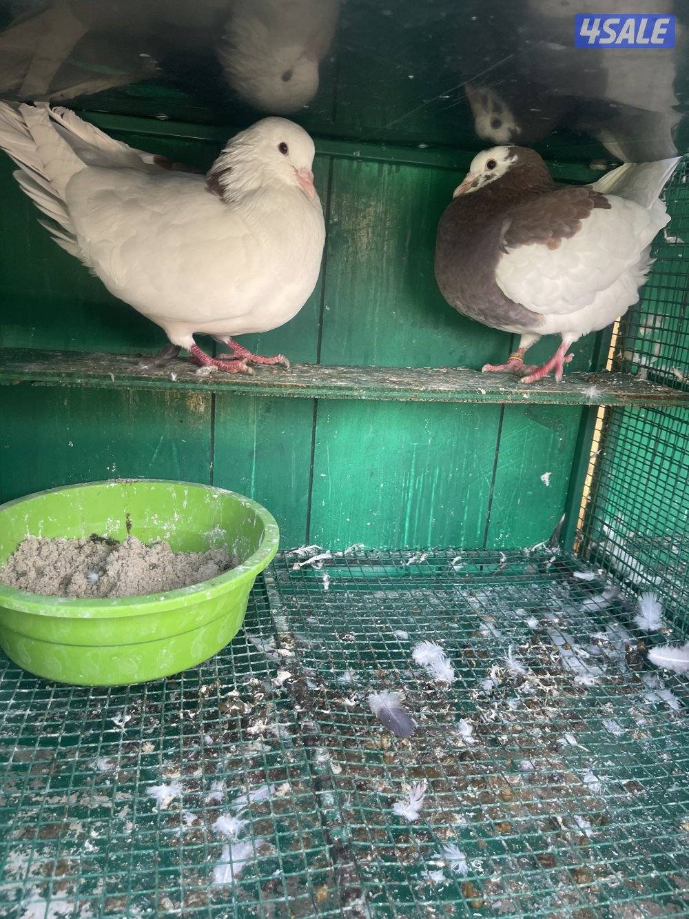 حمام لاحم وزان وفرنسي10