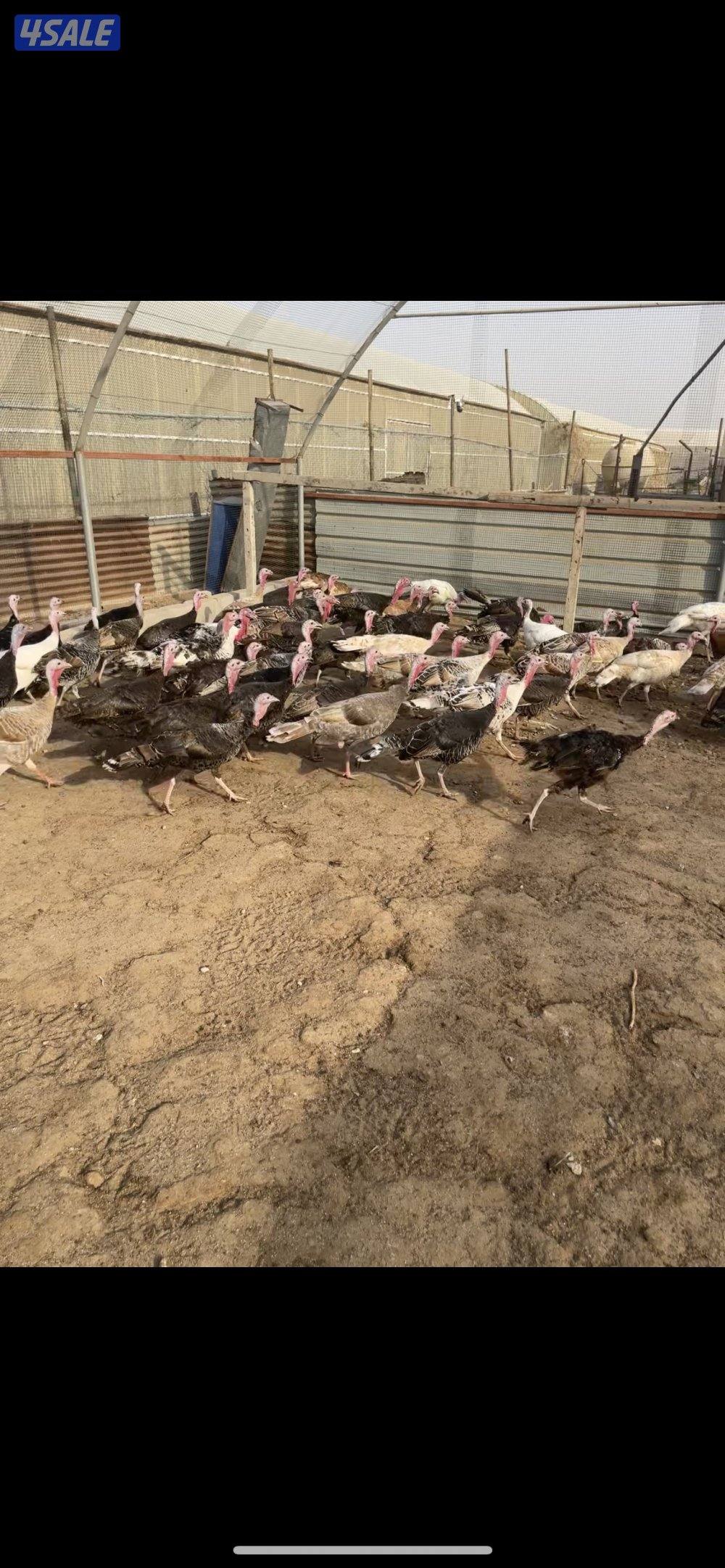 للبيع مجاميع رومي بالجمله جميع الالوان بياض اعمارهم شبب0