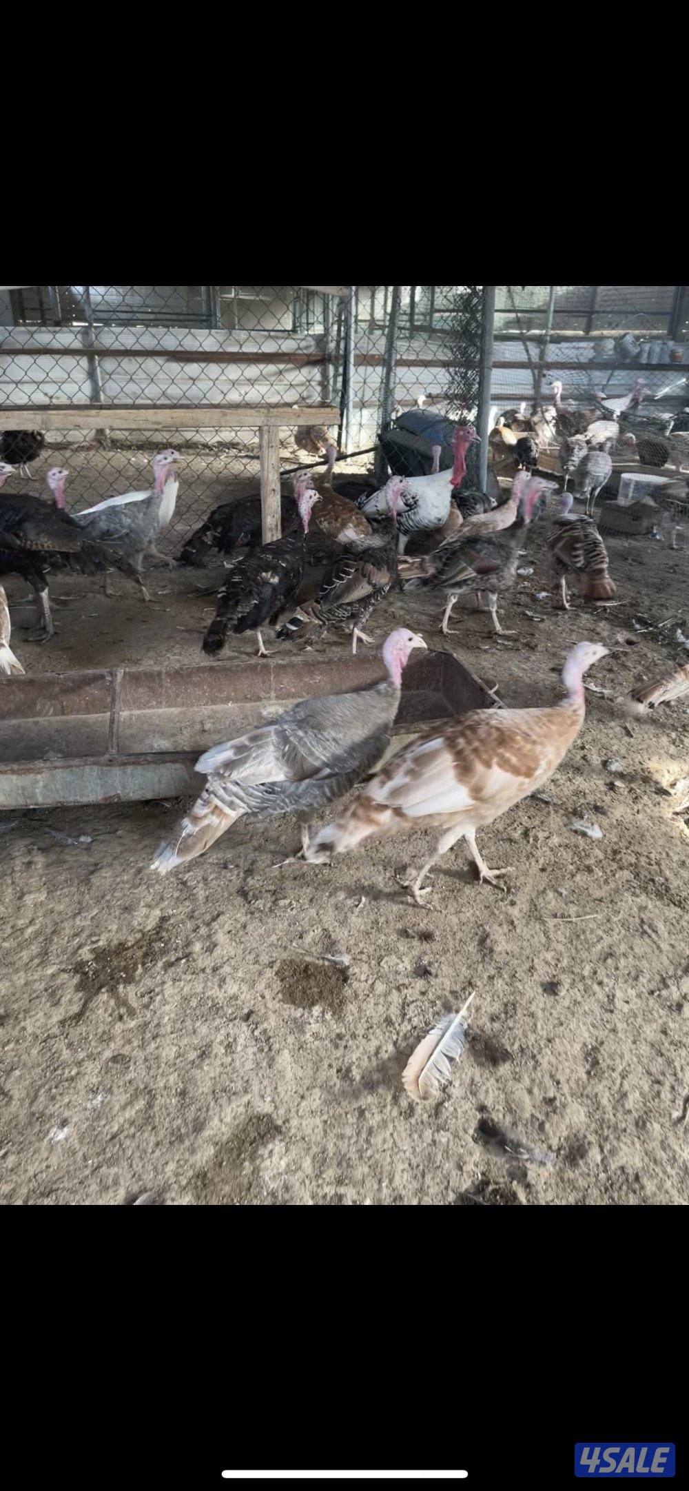 للبيع مجاميع رومي بالجمله جميع الالوان بياض اعمارهم شبب1