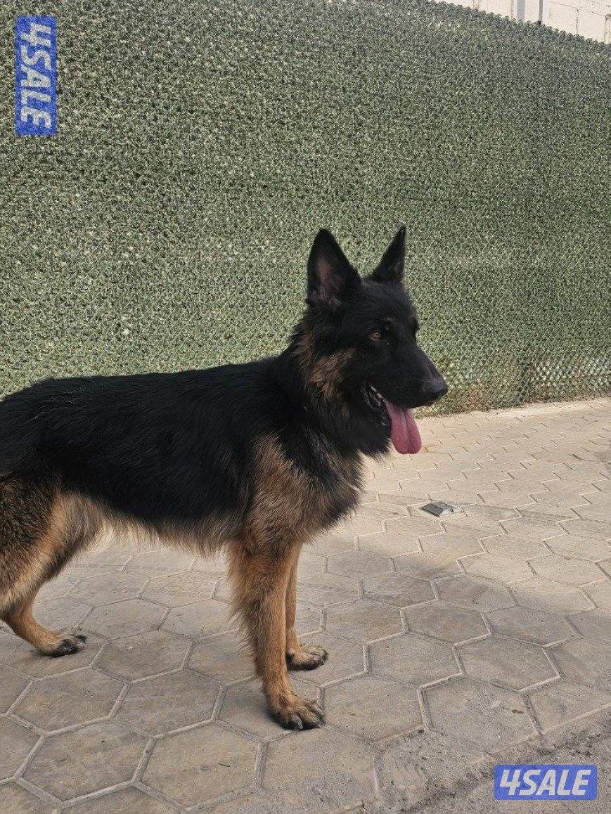 السلام عليكم للبيع كلب جيرمن شيبرد العمر سنتين2