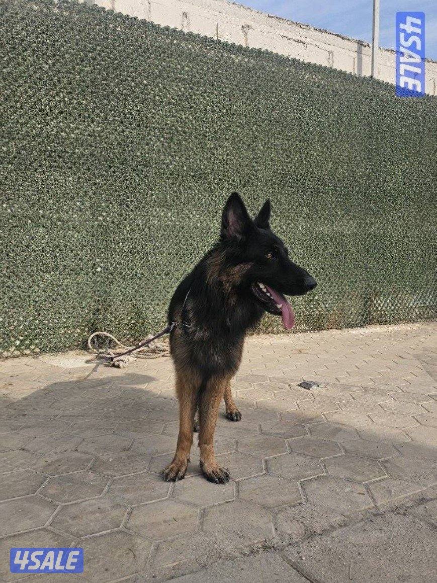 السلام عليكم للبيع كلب جيرمن شيبرد العمر سنتين1