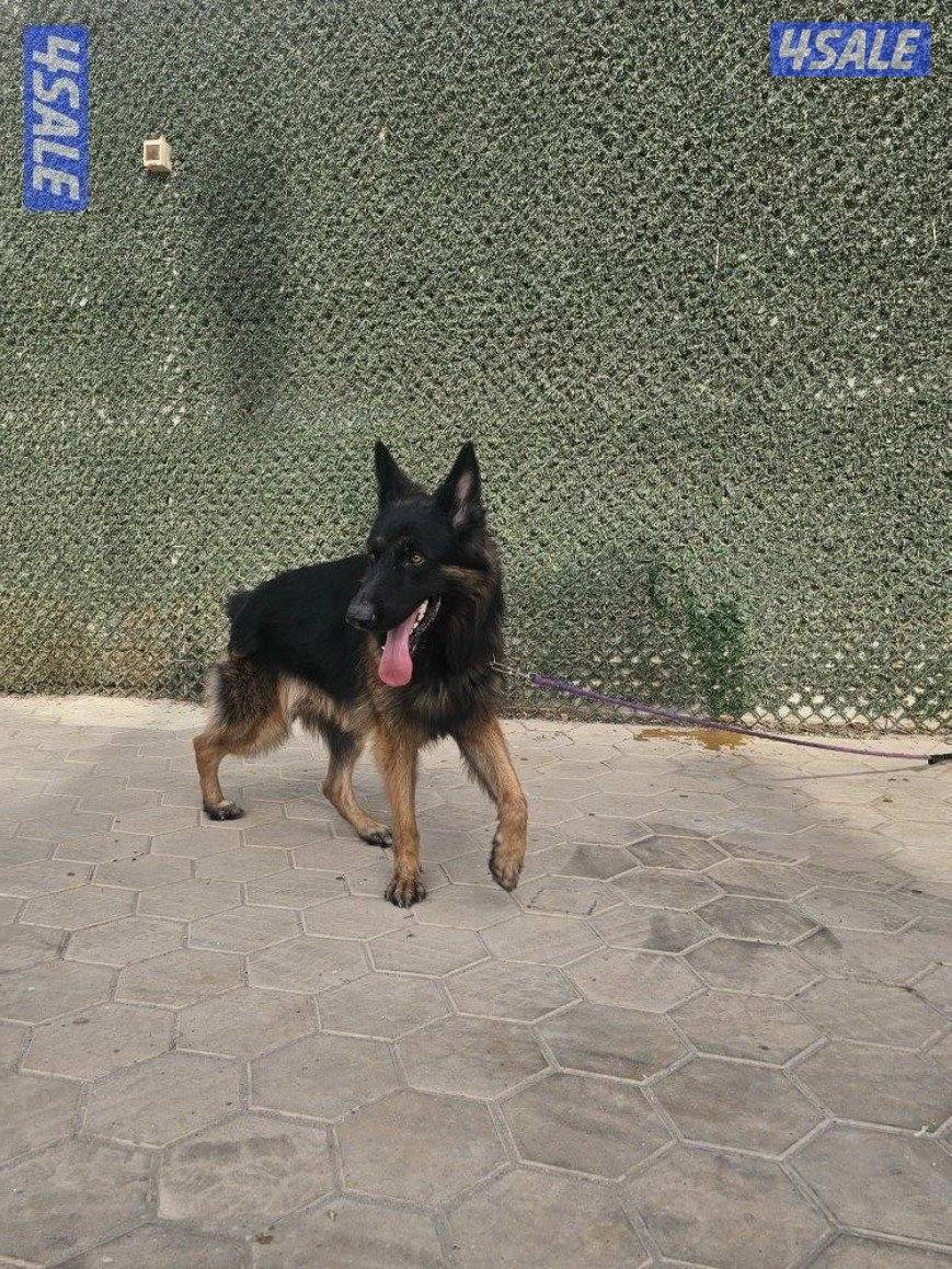 السلام عليكم للبيع كلب جيرمن شيبرد العمر سنتين3
