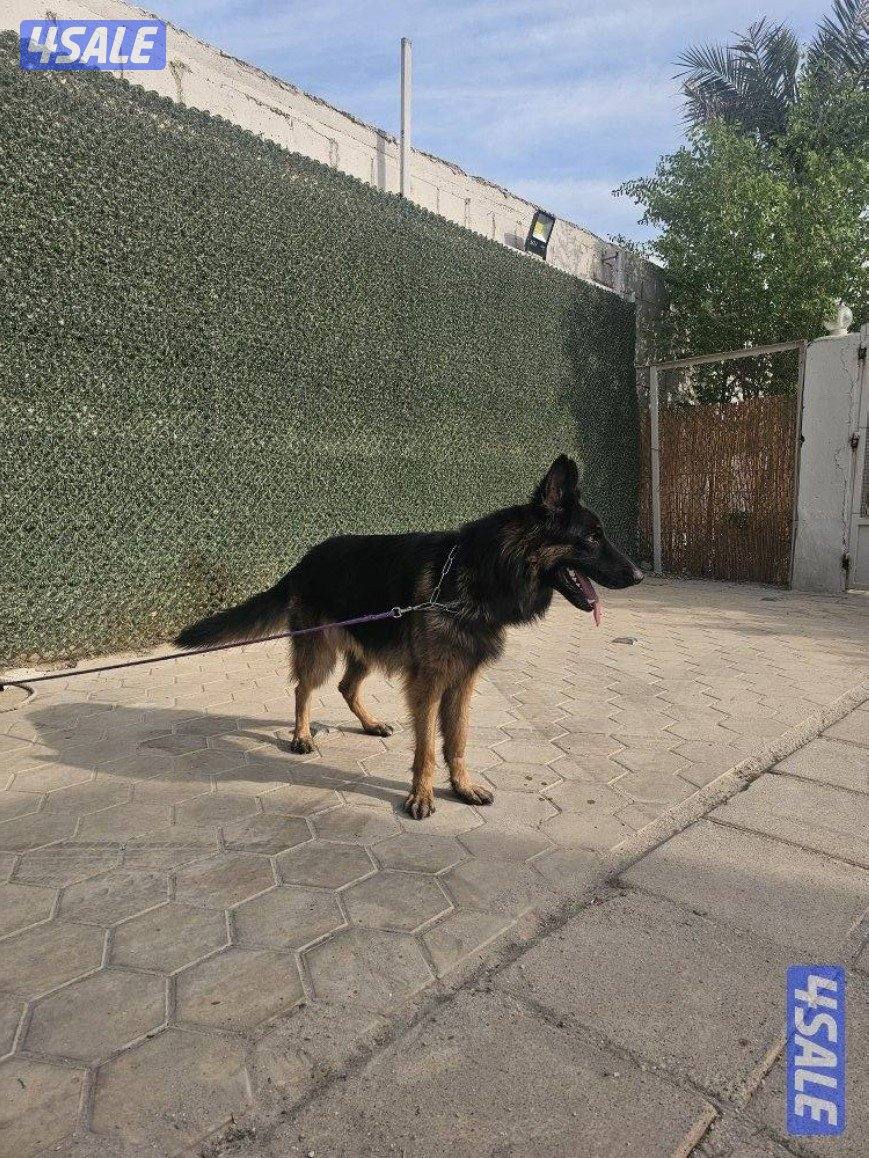 السلام عليكم للبيع كلب جيرمن شيبرد العمر سنتين4