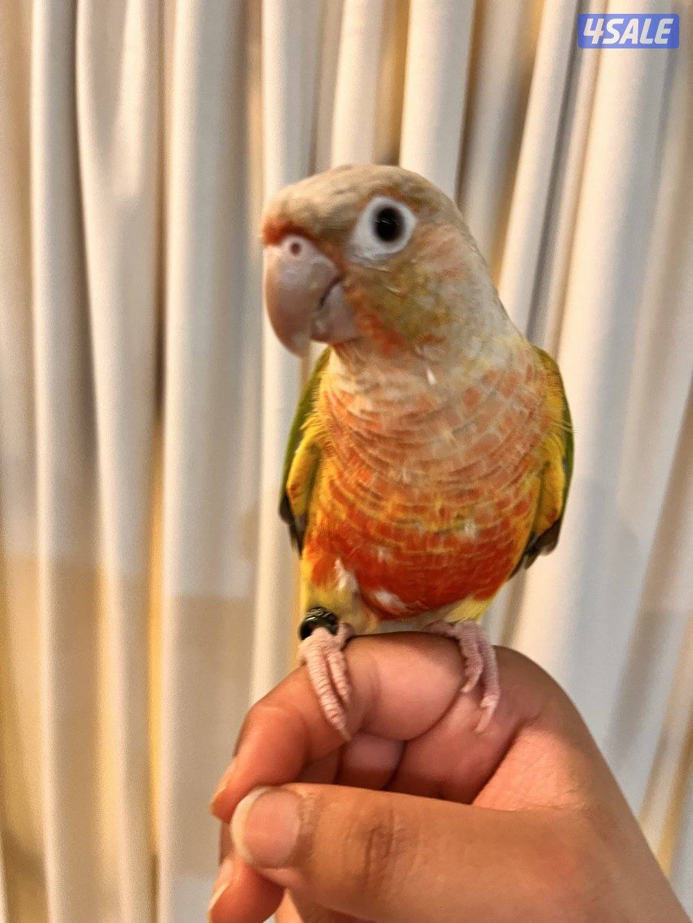 طيور كنيور ربوه يتكلم و يرقص هدد داخلي و للبيع كويكر نص ربوه يتكلم0