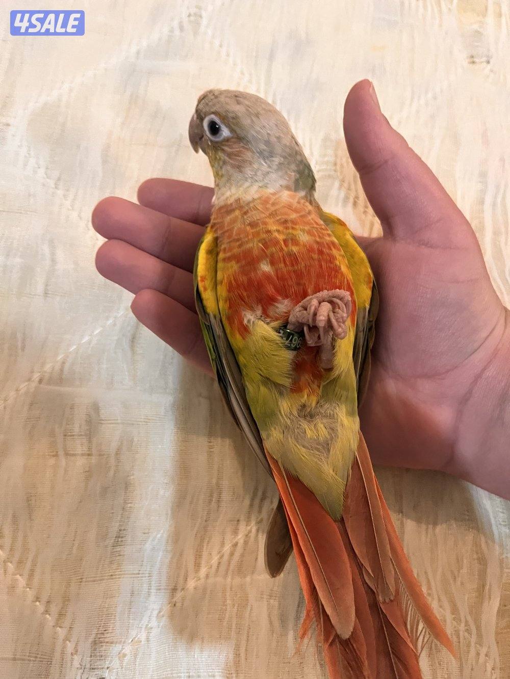 طيور كنيور ربوه يتكلم و يرقص هدد داخلي و للبيع كويكر نص ربوه يتكلم1