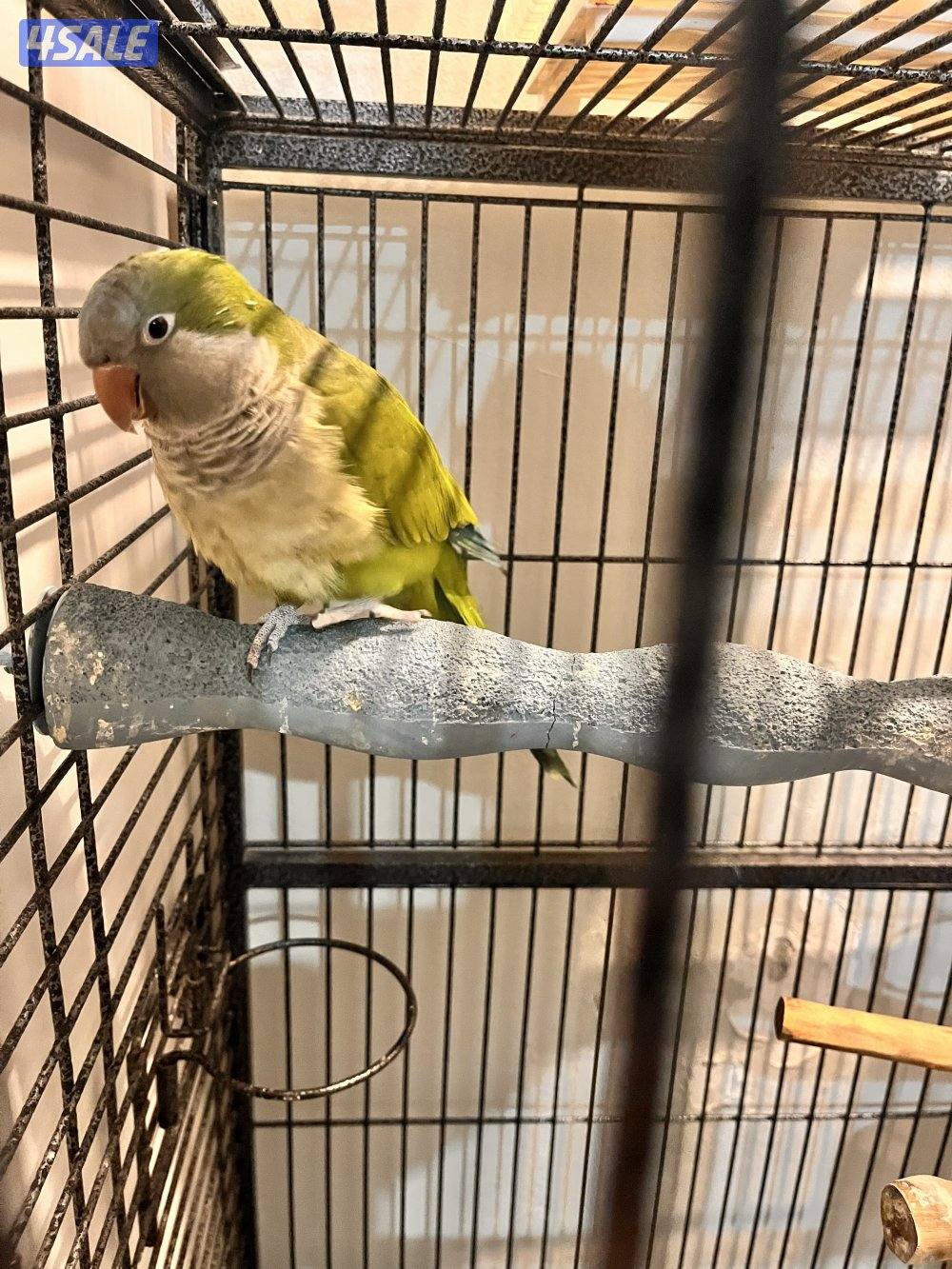 طيور كنيور ربوه يتكلم و يرقص هدد داخلي و للبيع كويكر نص ربوه يتكلم2