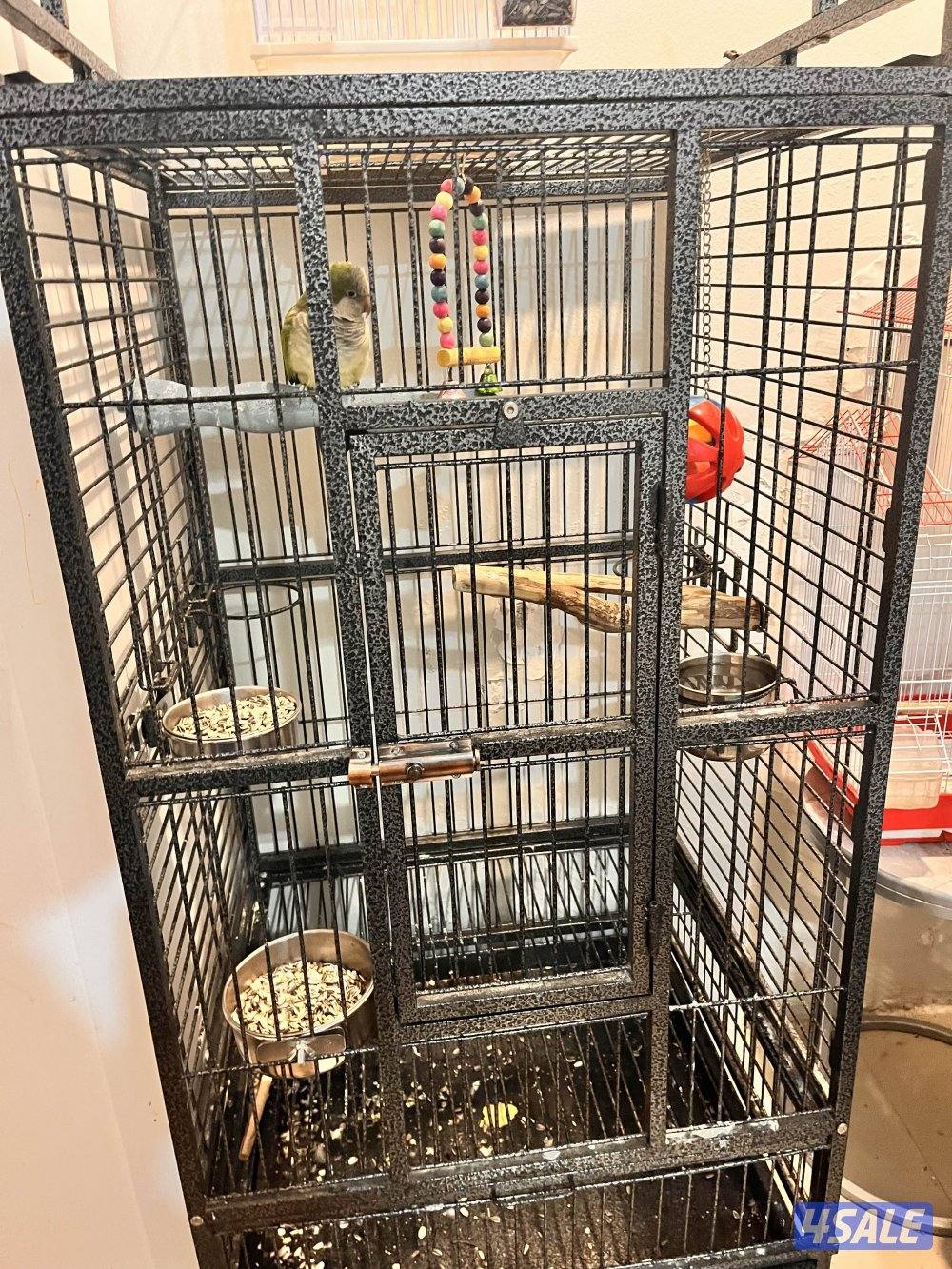 طيور كنيور ربوه يتكلم و يرقص هدد داخلي و للبيع كويكر نص ربوه يتكلم3