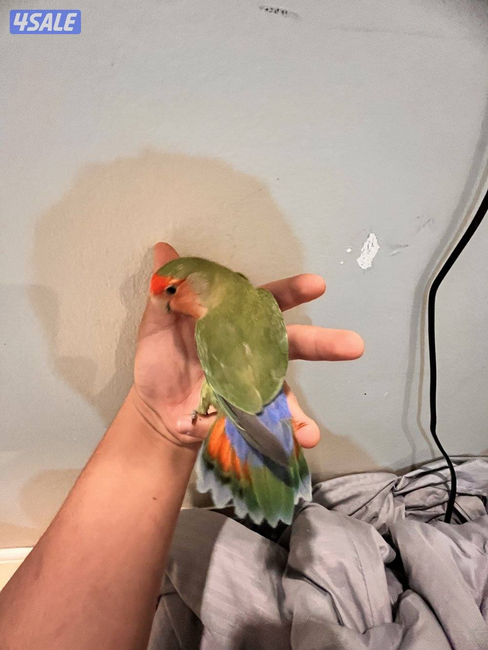 طيور كنيور ربوه يتكلم و يرقص هدد داخلي و للبيع كويكر نص ربوه يتكلم4