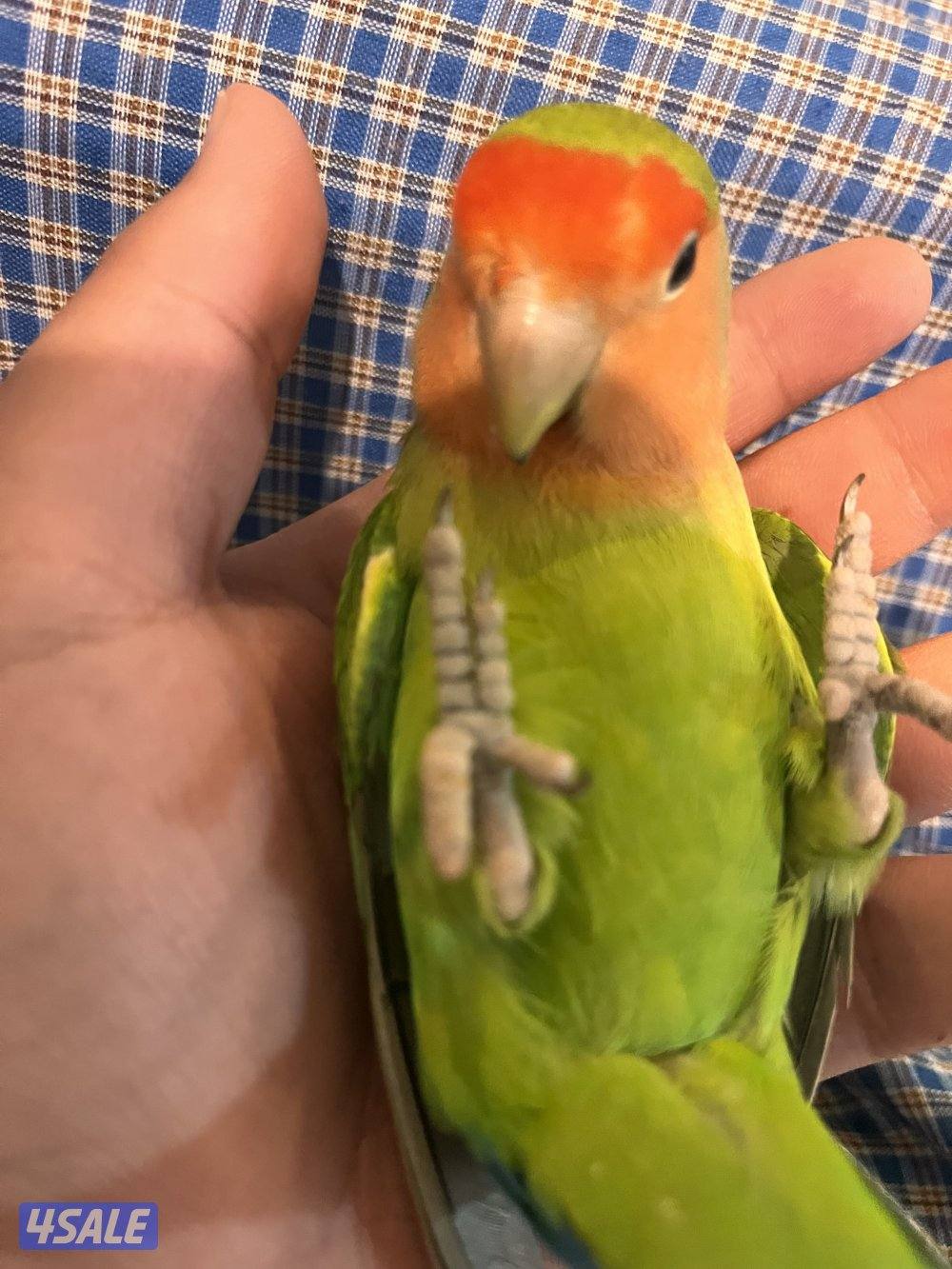 طيور كنيور ربوه يتكلم و يرقص هدد داخلي و للبيع كويكر نص ربوه يتكلم5