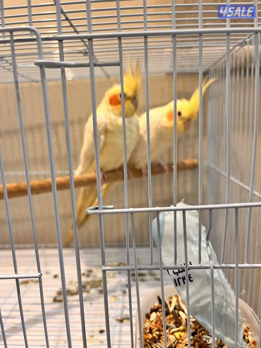 طيور كنيور ربوه يتكلم و يرقص هدد داخلي و للبيع كويكر نص ربوه يتكلم6