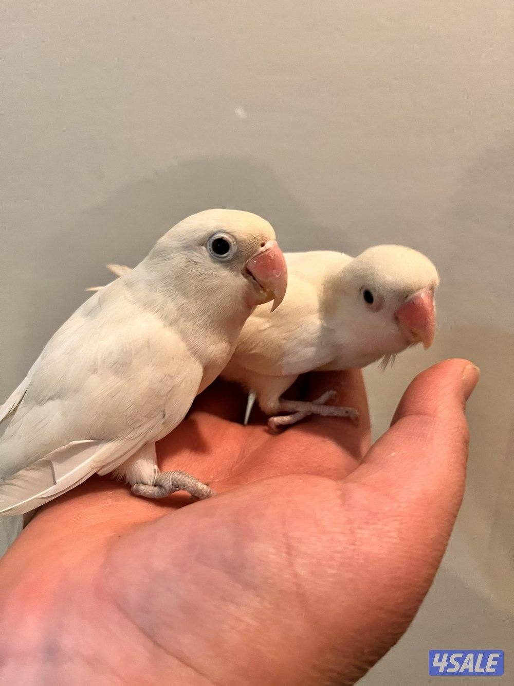 طيور كنيور ربوه يتكلم و يرقص هدد داخلي و للبيع كويكر نص ربوه يتكلم7