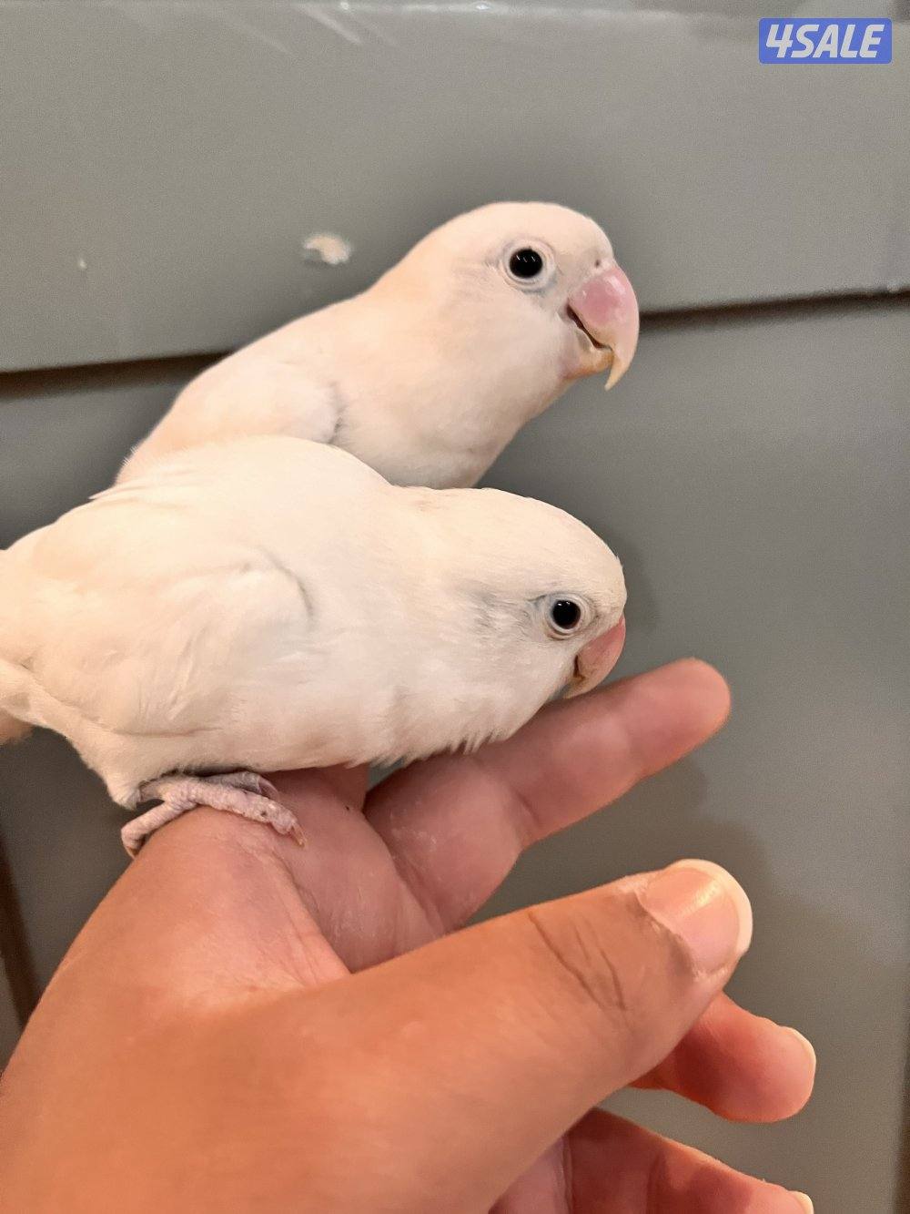 طيور كنيور ربوه يتكلم و يرقص هدد داخلي و للبيع كويكر نص ربوه يتكلم8