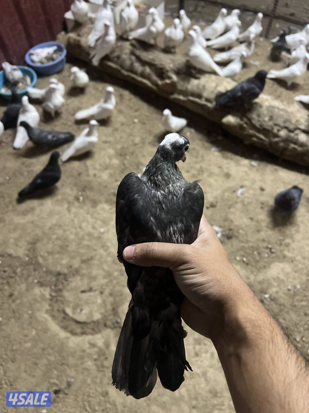 صنعاوي وقواق1