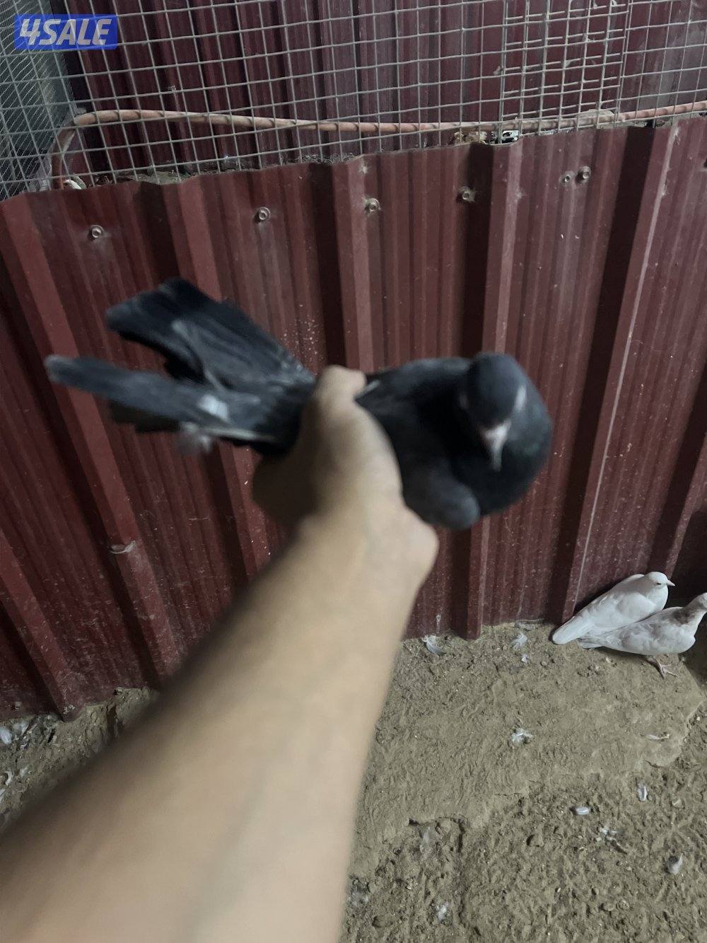 صنعاوي وقواق2