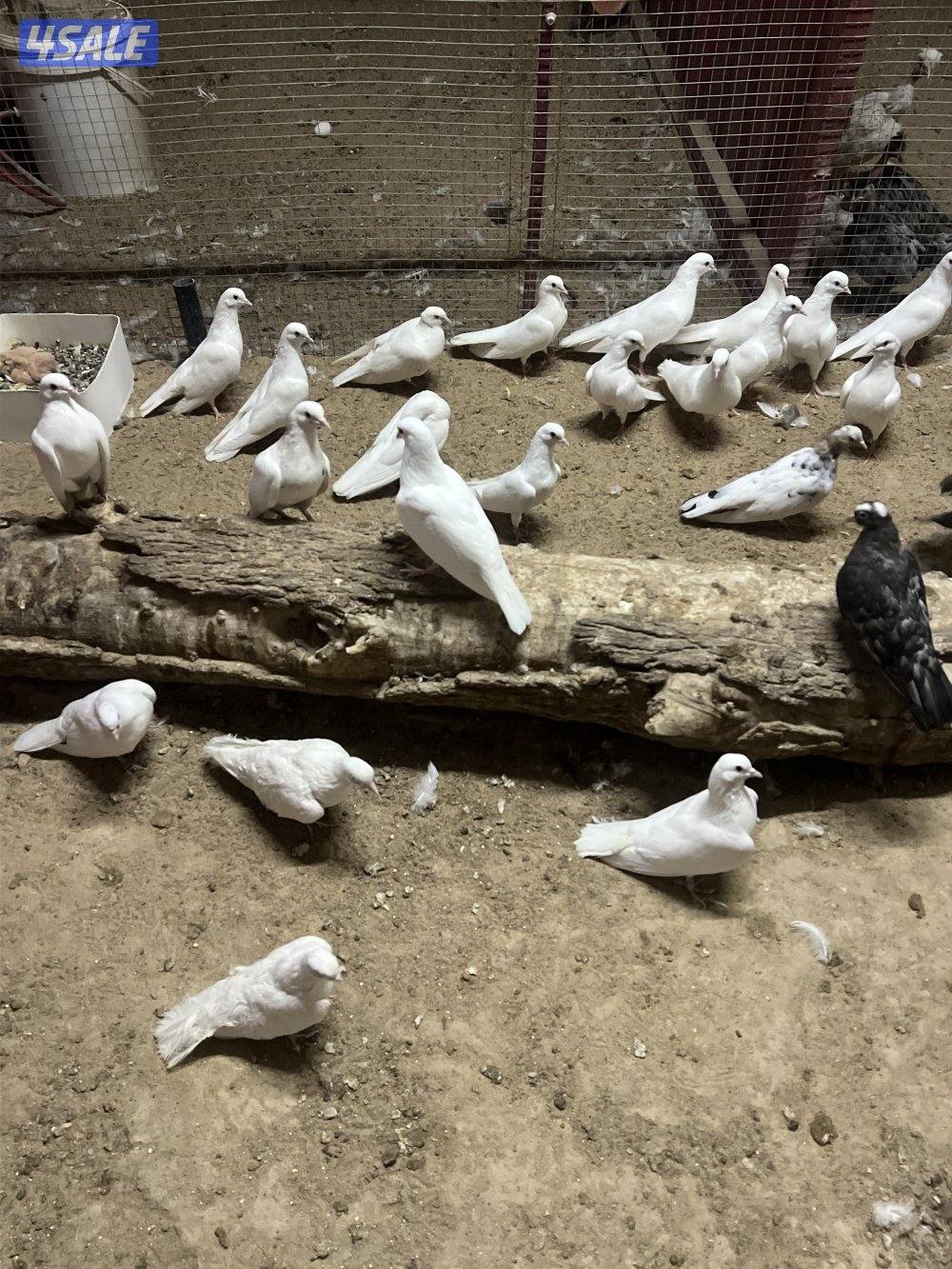 صنعاوي وقواق3