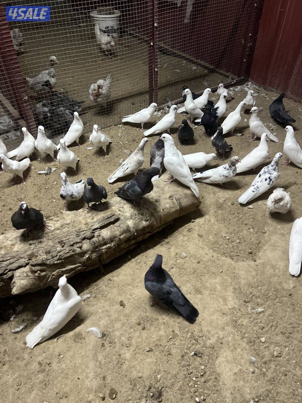 صنعاوي وقواق4