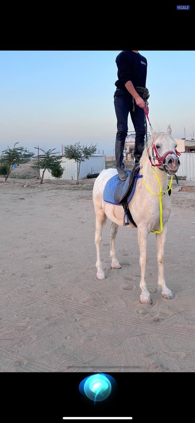 حصان عربي مسجل بيت العرب تحويل ملكية حصان مصري مواليد ٢٠١٧ معسوف وهادي0