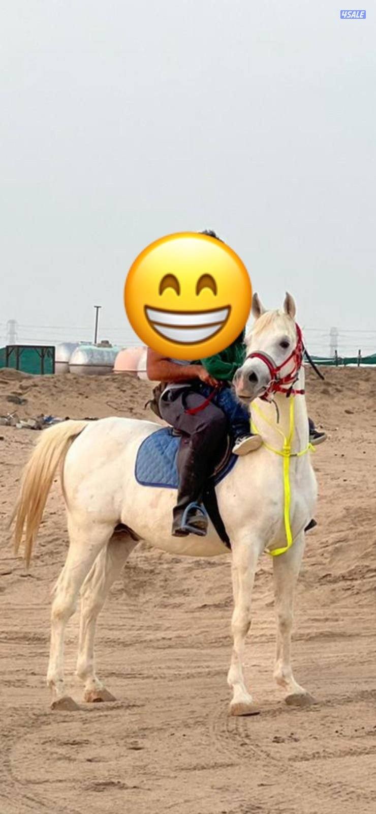 حصان عربي مسجل بيت العرب تحويل ملكية حصان مصري مواليد ٢٠١٧ معسوف وهادي2