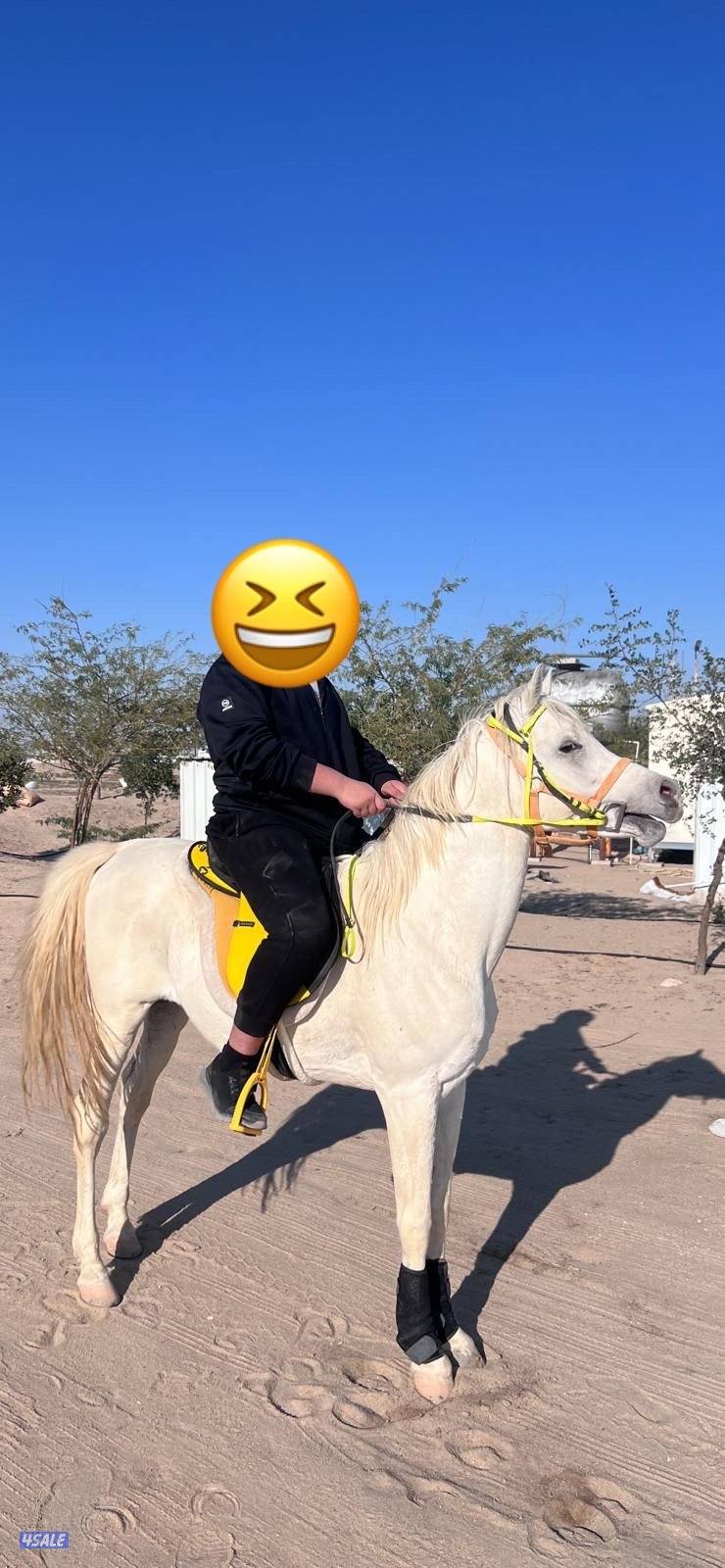 حصان عربي مسجل بيت العرب تحويل ملكية حصان مصري مواليد ٢٠١٧ معسوف وهادي1