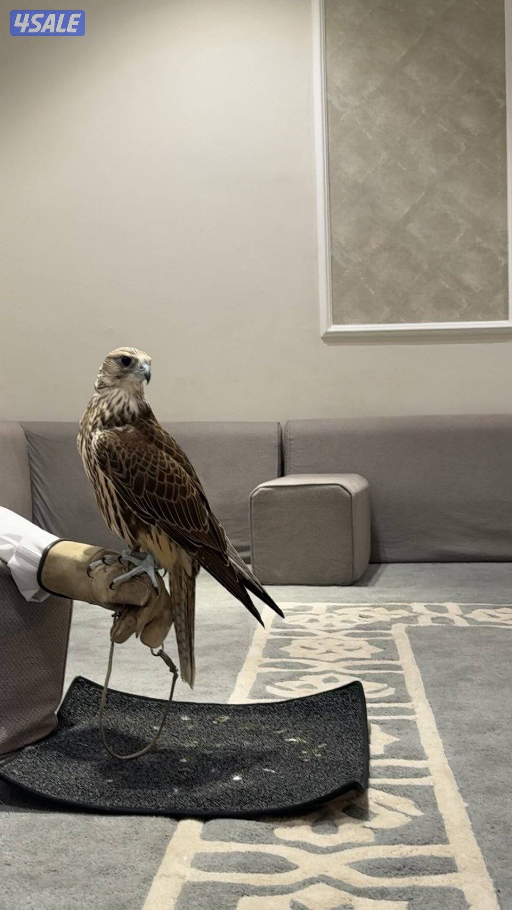 طير حر من حر من طيور الاشكناني فرخ0