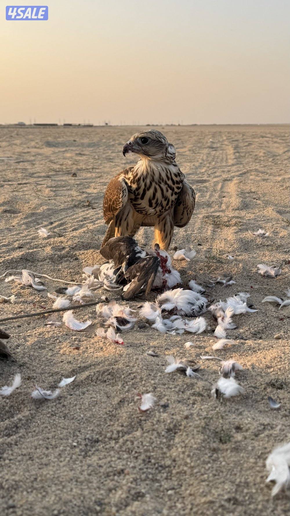 طير حر من حر من طيور الاشكناني فرخ1