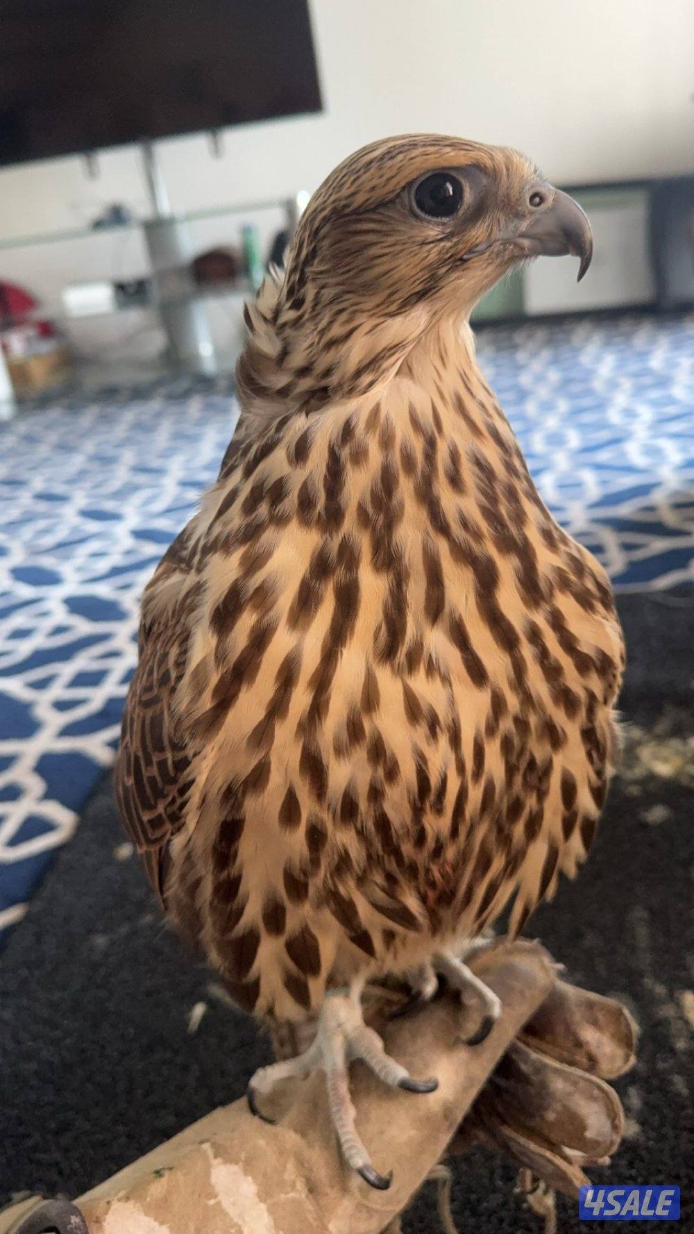 طير حر من حر من طيور الاشكناني فرخ2