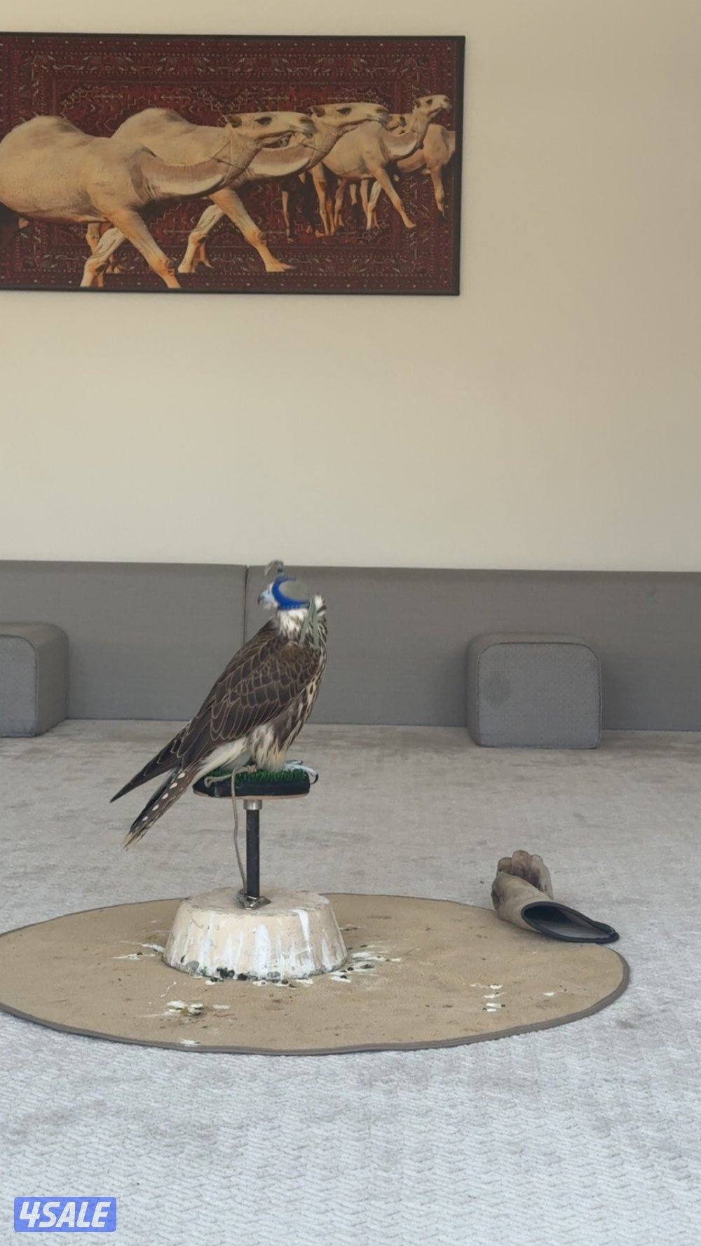 طير حر من حر من طيور الاشكناني فرخ3