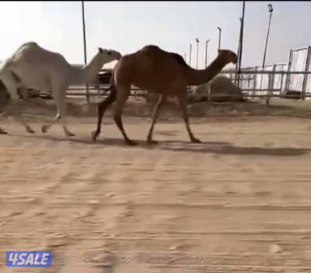 للبيع البكار الوضحا جذعه رمانيه والحمراء لقيه عليها وسم المخيال0