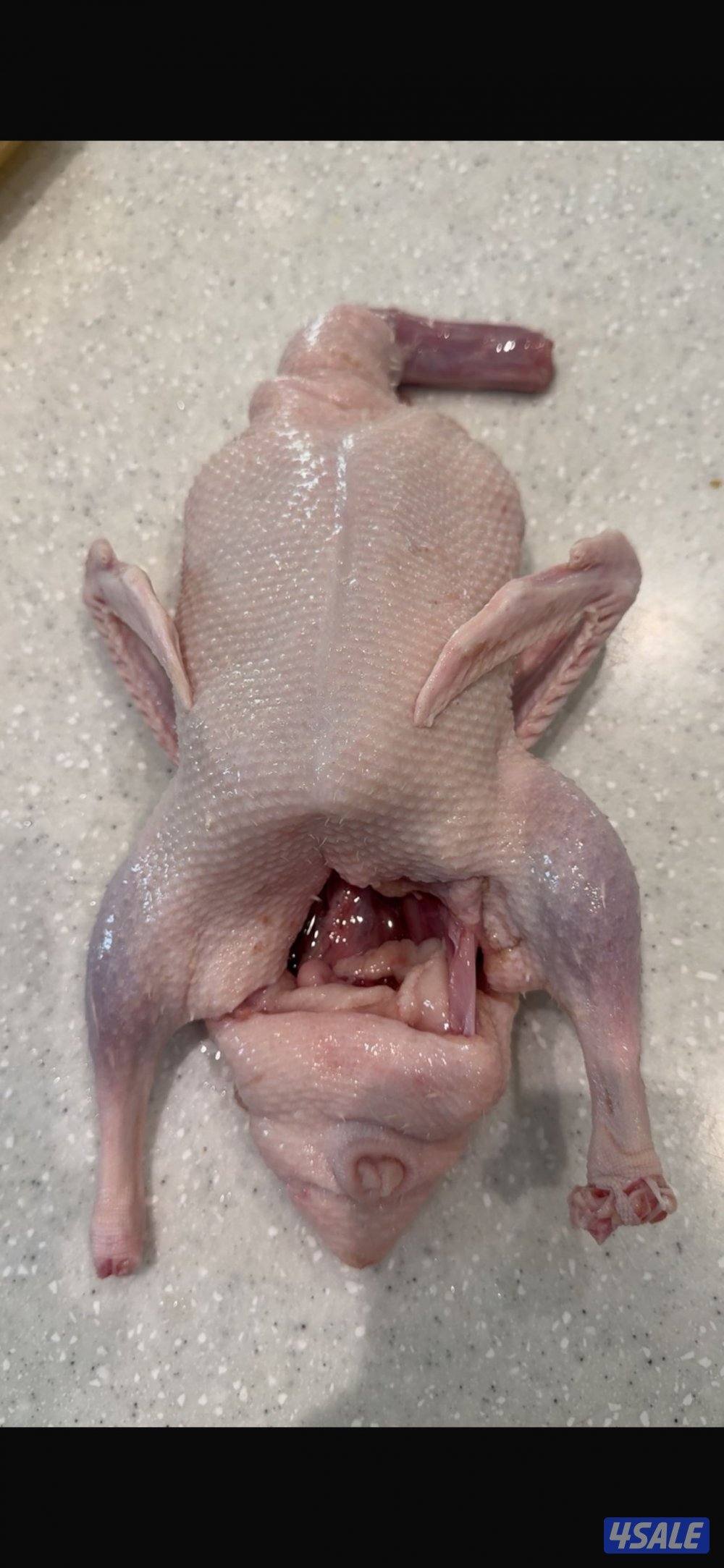 جاهز للاكل فروخ زاجل + لاحم فرنسي +بط وبيبي جكن وفري شرط السمنه والحجم1