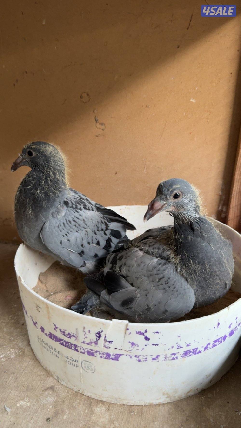 جاهز للاكل فروخ زاجل + لاحم فرنسي +بط وبيبي جكن وفري شرط السمنه والحجم3