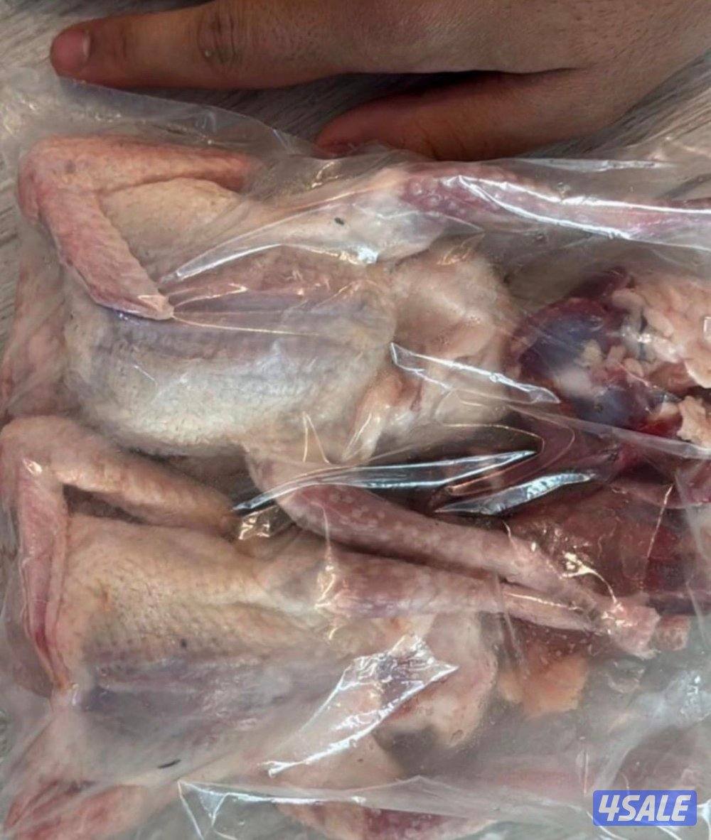 جاهز للاكل فروخ زاجل + لاحم فرنسي +بط وبيبي جكن وفري شرط السمنه والحجم4