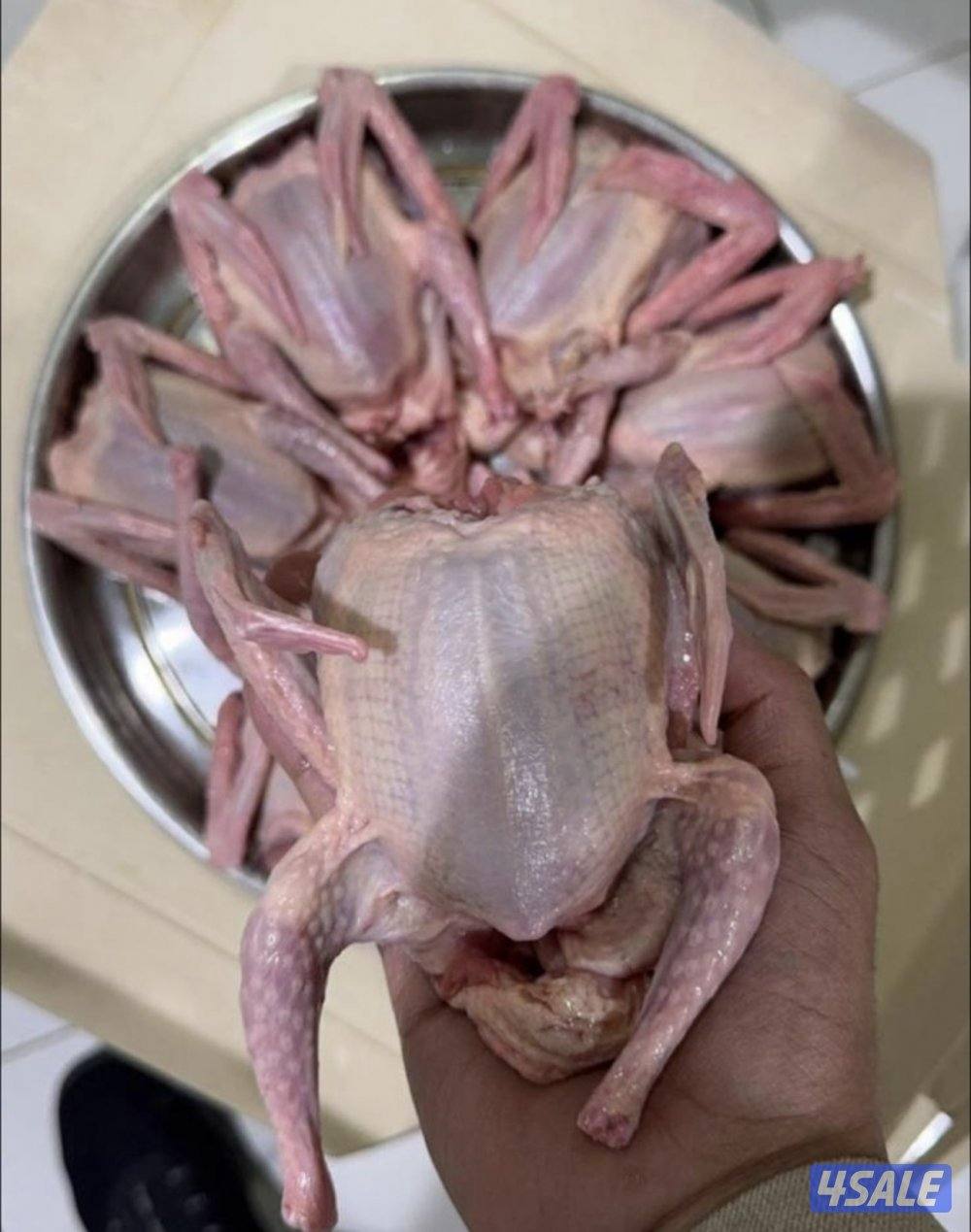 جاهز للاكل فروخ زاجل + لاحم فرنسي +بط وبيبي جكن وفري شرط السمنه والحجم5